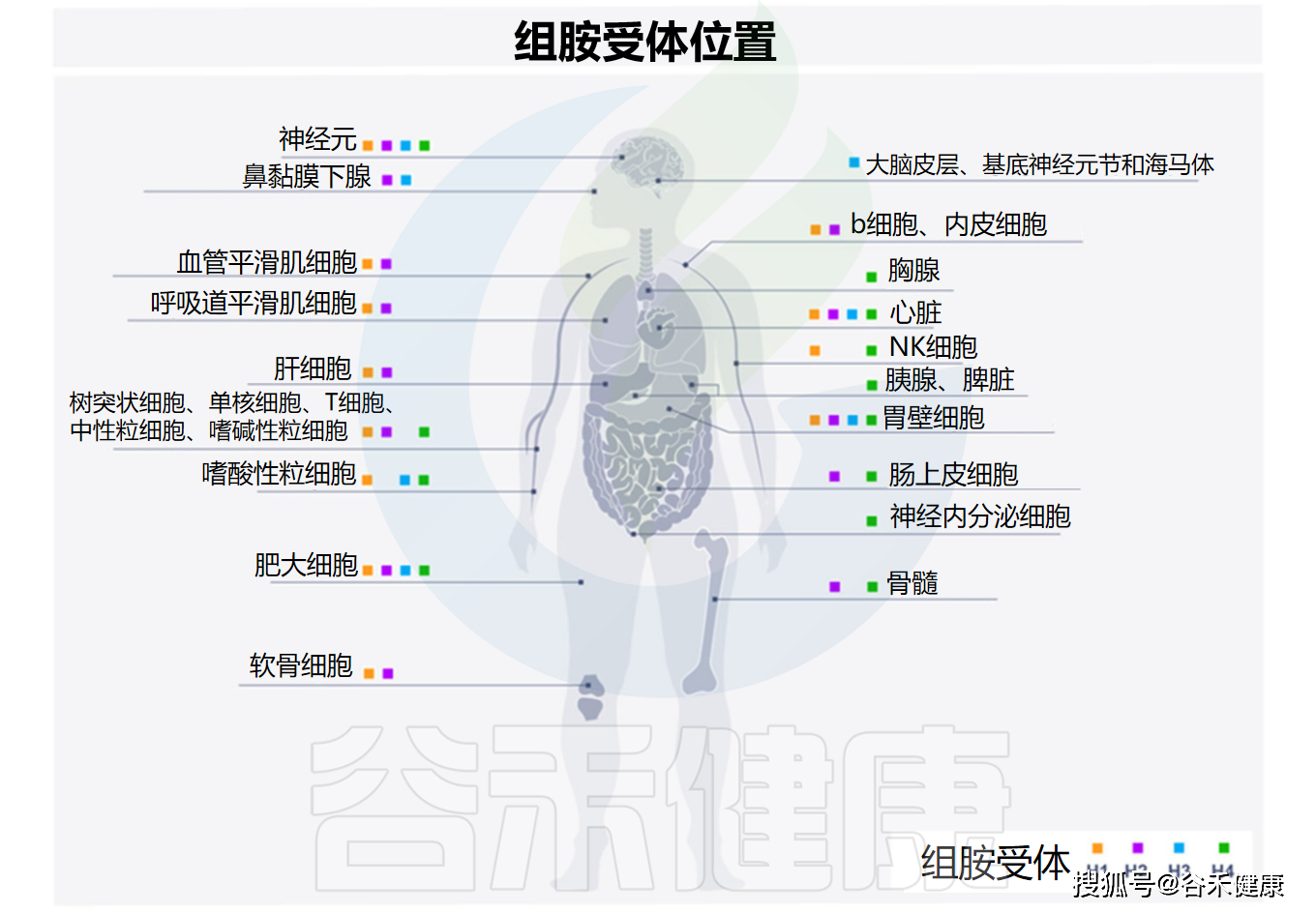 过敏反应的重要介质——组胺与免疫及肠道疾病