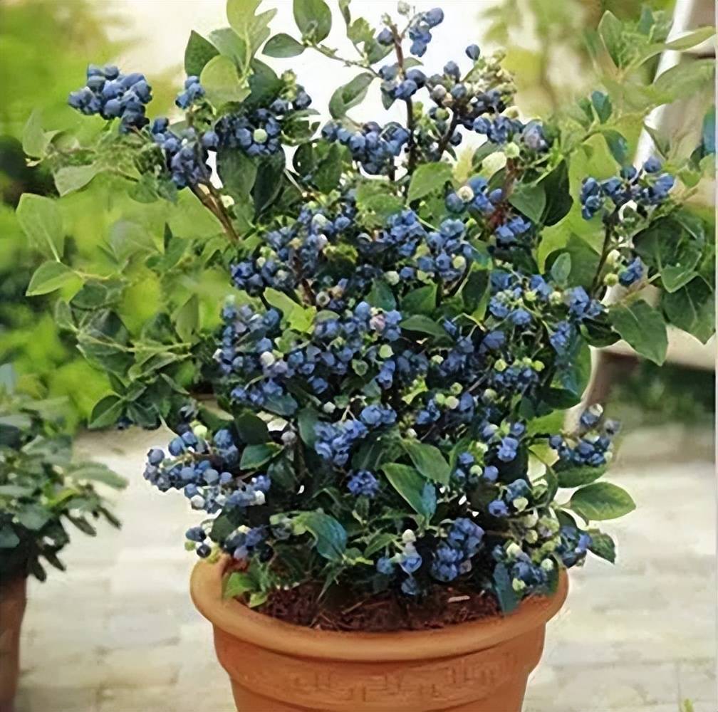 阳台别光种花草，养盆蓝莓长势旺，精致美观果实一串串