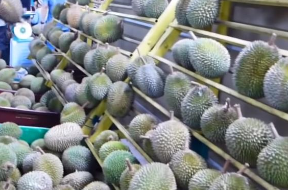 完美电竞中国大量进口泰国水果反倒被当地商家泼脏水：都怪中国游