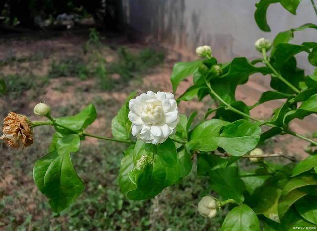 养茉莉花有“3个”重点，又肥又壮，开花开满了，香气飘飘