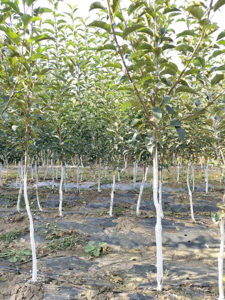春来到果树开云体育app栽植有技巧(图5)