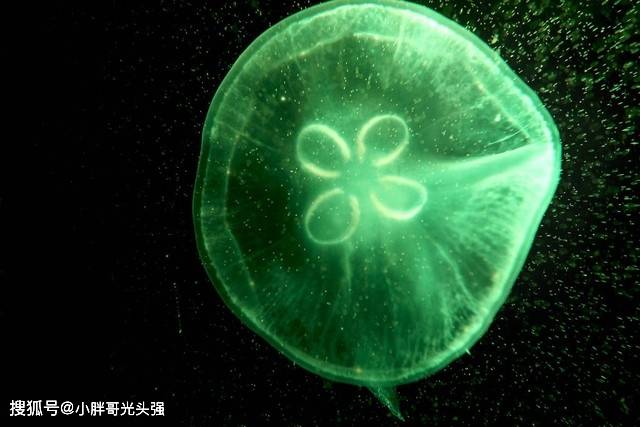 原创哪种水母自带“发光特效”，能够发出荧光？烟花水母还是维多利亚多管水母？
