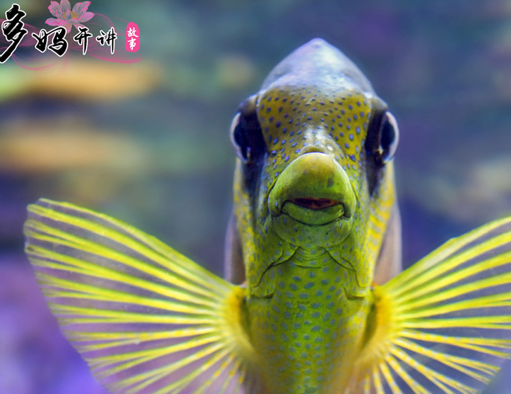 鱼会放屁么?这个奇怪的问题,很多人都会不假思索的回答