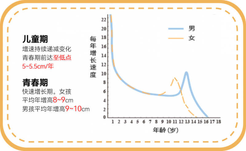 阶段。整个青春发育期女性总的增高为20-25厘米左右，男性为25-28厘米左右。