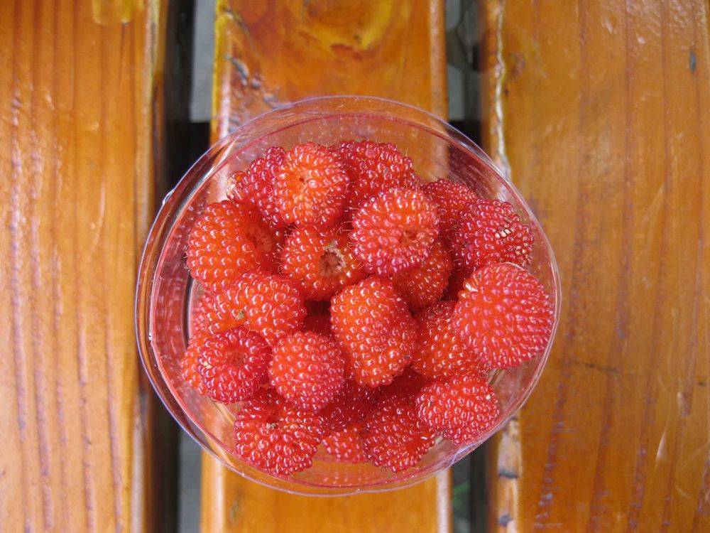 这种长树上的草莓曾是儿时的零食如今成名贵水果你吃过吗？(图4)