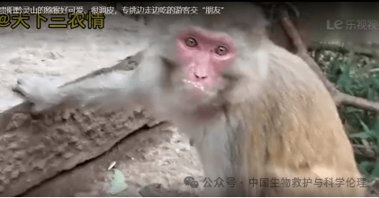 逢高出货，野生动物养殖沦为敛财金融工具？｜专家呼吁野生动物养殖场退出股市