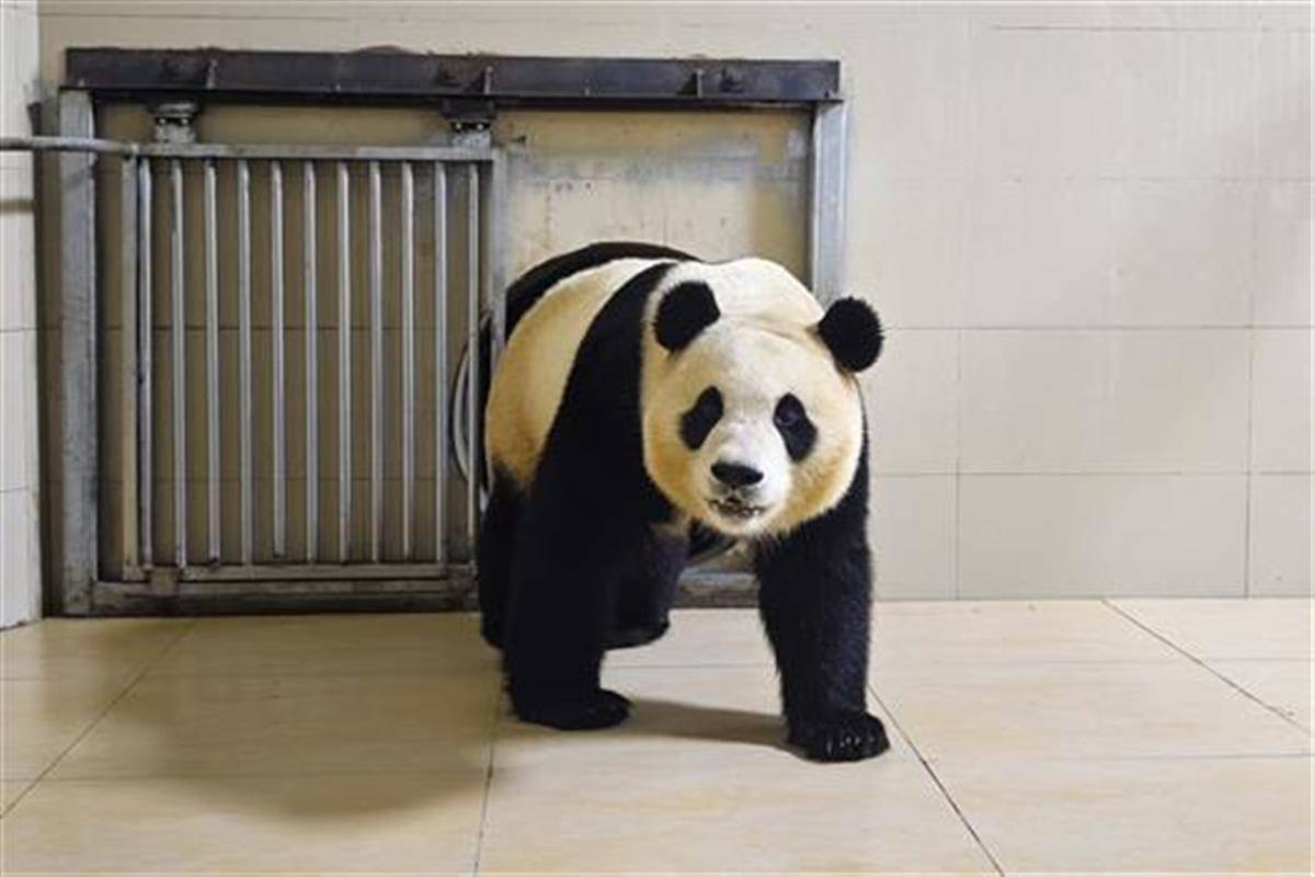“福宝”回国人气不减，韩国旅行社纷纷推出赴华“熊猫游套餐”