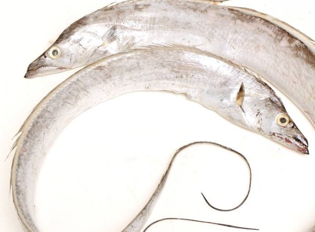 神许养生：带鱼的DHA和EPA含量高于淡水鱼，DHA和EPA有啥用？