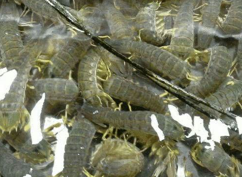 皮皮虾这么受欢迎，为啥养殖的人很少？看完后，难怪没人敢养！