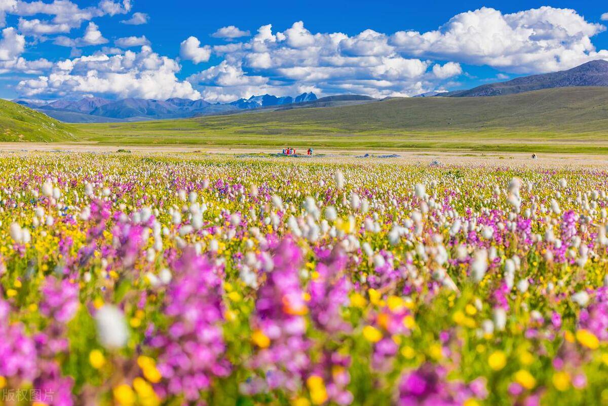 不用远赴新疆和内蒙，川西九大花海草原，六七月将进入颜值巅峰
