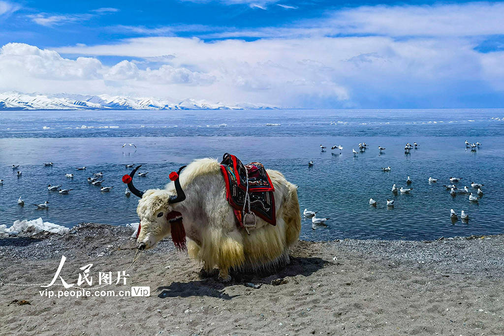 西藏：纳木错美景惹人醉