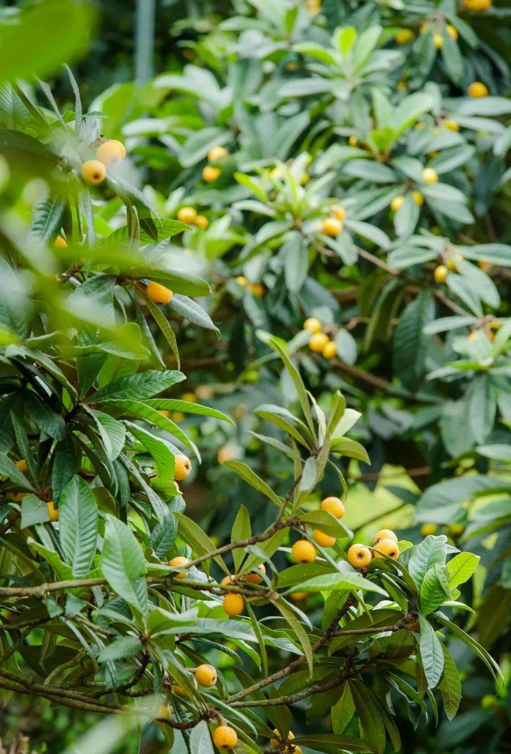 🌸【澳门一肖一码100准免费资料】🌸_北控城市资源（03718.HK）6月5日收盘涨2%