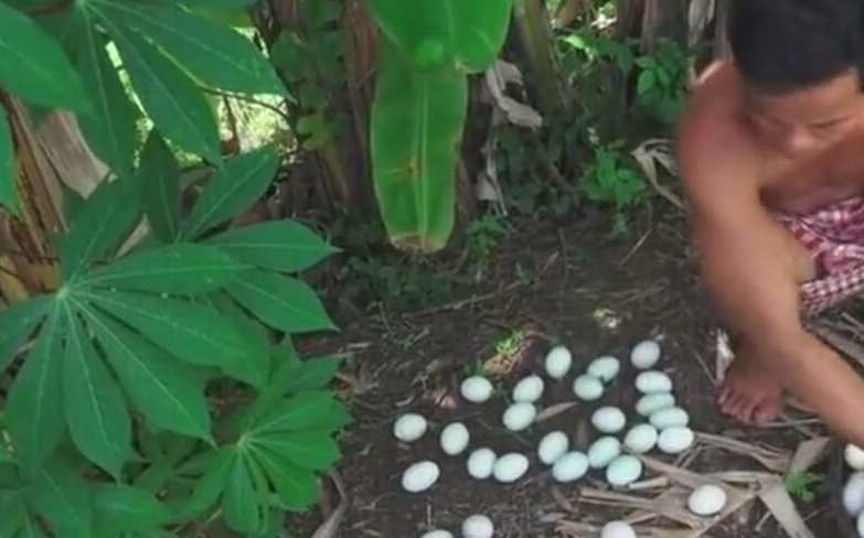 山间大叔美味鸭蛋制作方法，保你口水流满地，香蕉树跟鸭蛋的结合