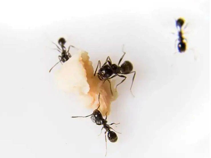 蚂蚁窝怎么消灭它？绝招揭秘，根除蚂蚁神器！