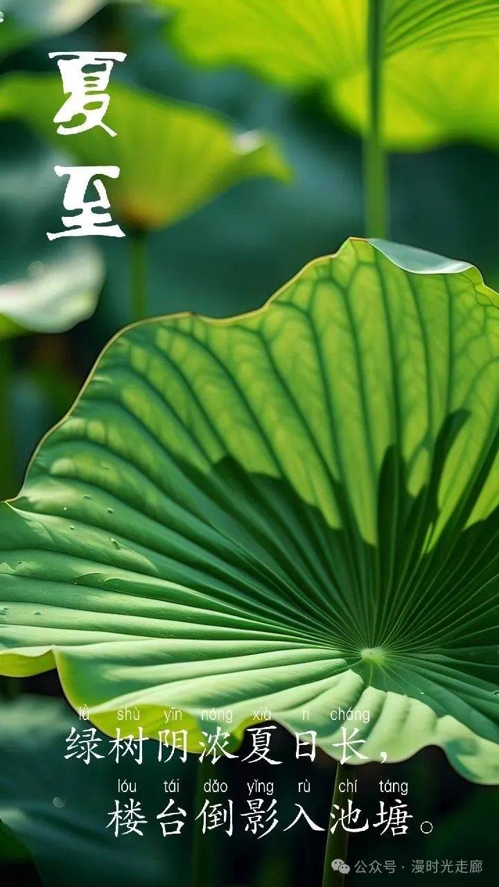 夏至时节：岁时的轮回与丰收的序曲