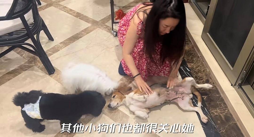 原创 说到做到!杜江霍思燕分享和珍珠相处视频,10岁嗯哼罕见出镜-杜江霍思燕秀恩爱视频