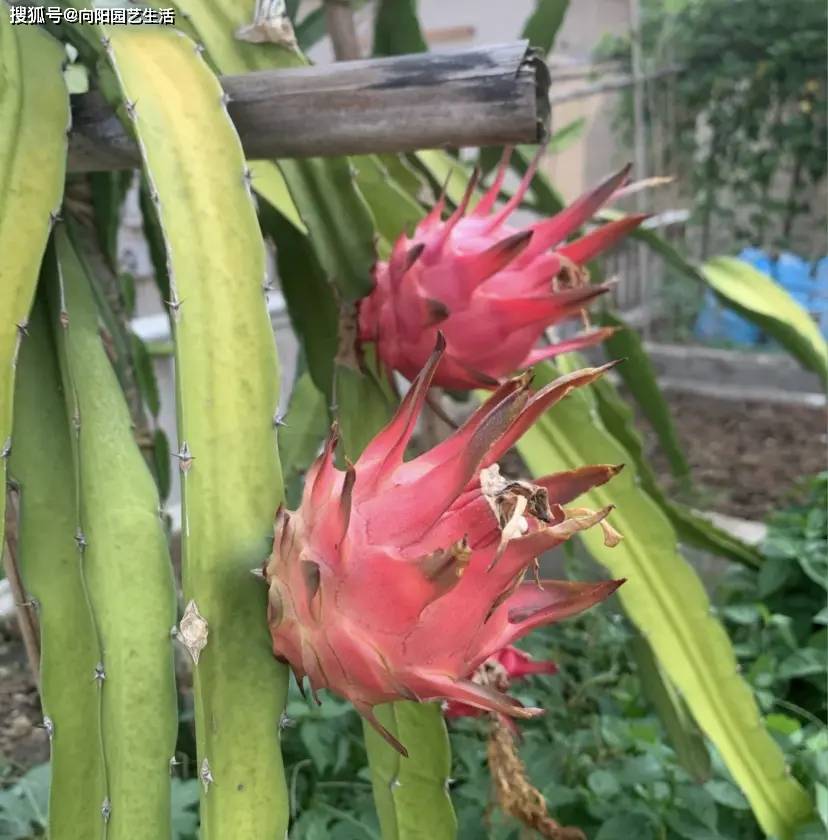 种几棵火龙果,夏天疯长,结的果子根本吃不完,太好养了!-火龙果树种多长时间才结果