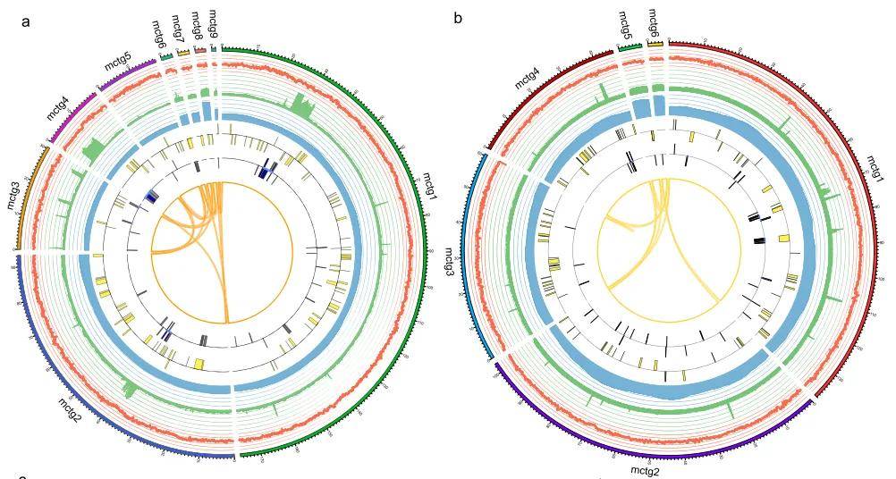 干货分享 | gsat助力植物线粒体基因组组装