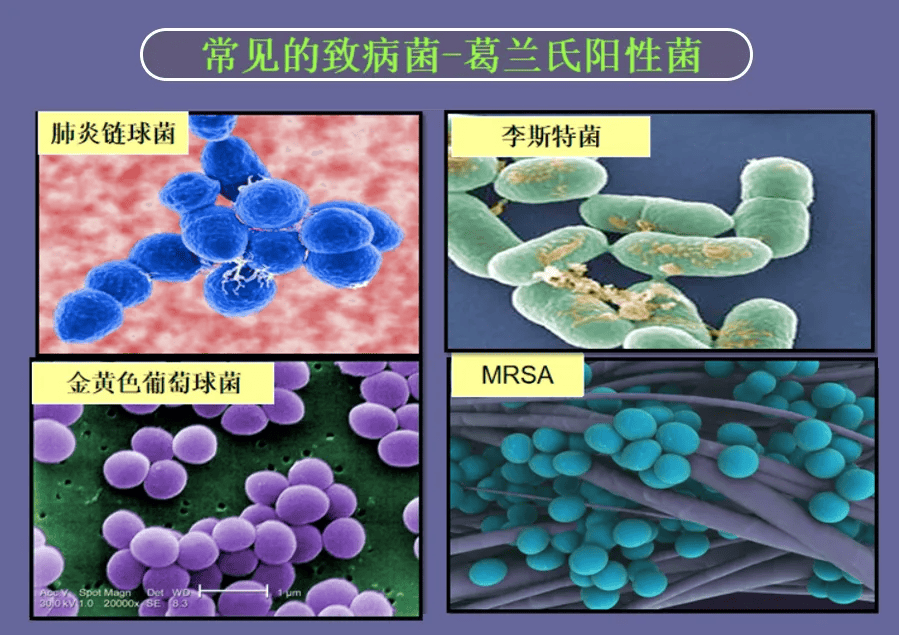 的形式体现，对革兰氏阴性菌和革兰氏阳性菌都显示出了优异的抗菌性能。