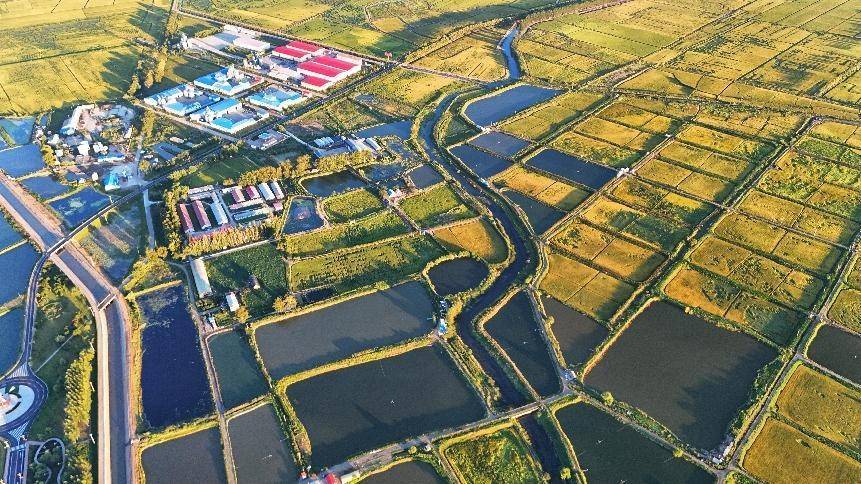 共工新闻社关注 | 北大荒集团江川农场4万亩订单水稻喜开第一镰