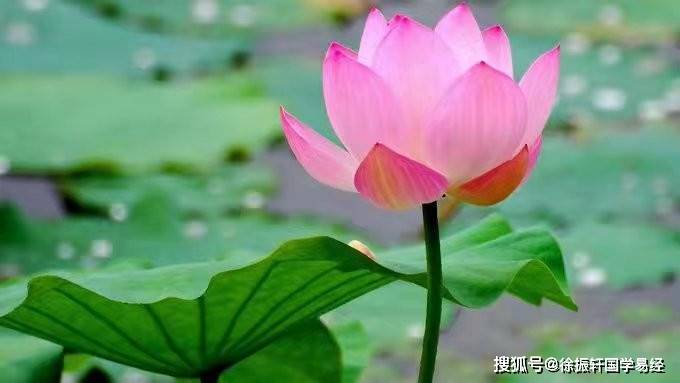 原创
            属鼠的人购房选房技巧