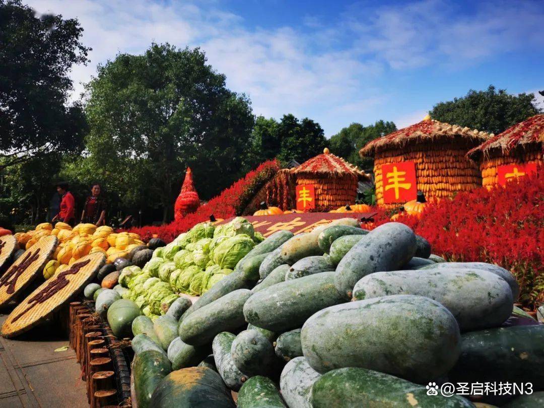 山东各地迎来丰收季-又是一年秋收时!齐鲁大地,谷熟、果香……-山东秋天收什么农作物