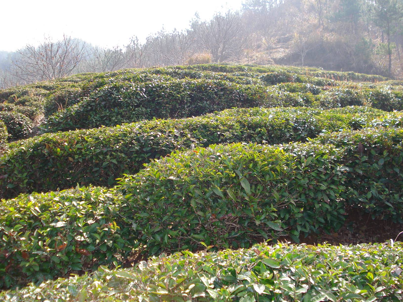 开云app绿月茶业：中国茶产业概况一览（一）(图1)