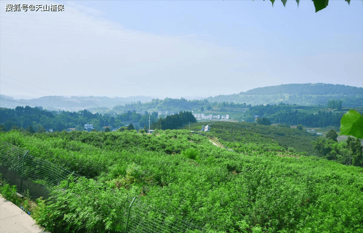 原创四川适合种植什么中药材