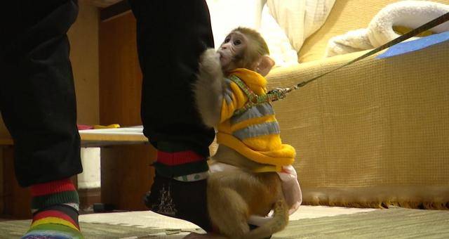 女子在贵阳黔灵公园捡到受伤小猴,养了半年后麻烦不断……相关部门:已涉嫌违法 女子在贵阳黔灵公园捡到受伤小猴,养了半年后麻烦不断……相关部门:已涉嫌违法