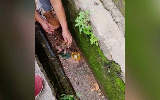 女子在贵阳黔灵公园捡到受伤小猴,养了半年后麻烦不断……相关部门:已涉嫌违法 女子在贵阳黔灵公园捡到受伤小猴,养了半年后麻烦不断……相关部门:已涉嫌违法