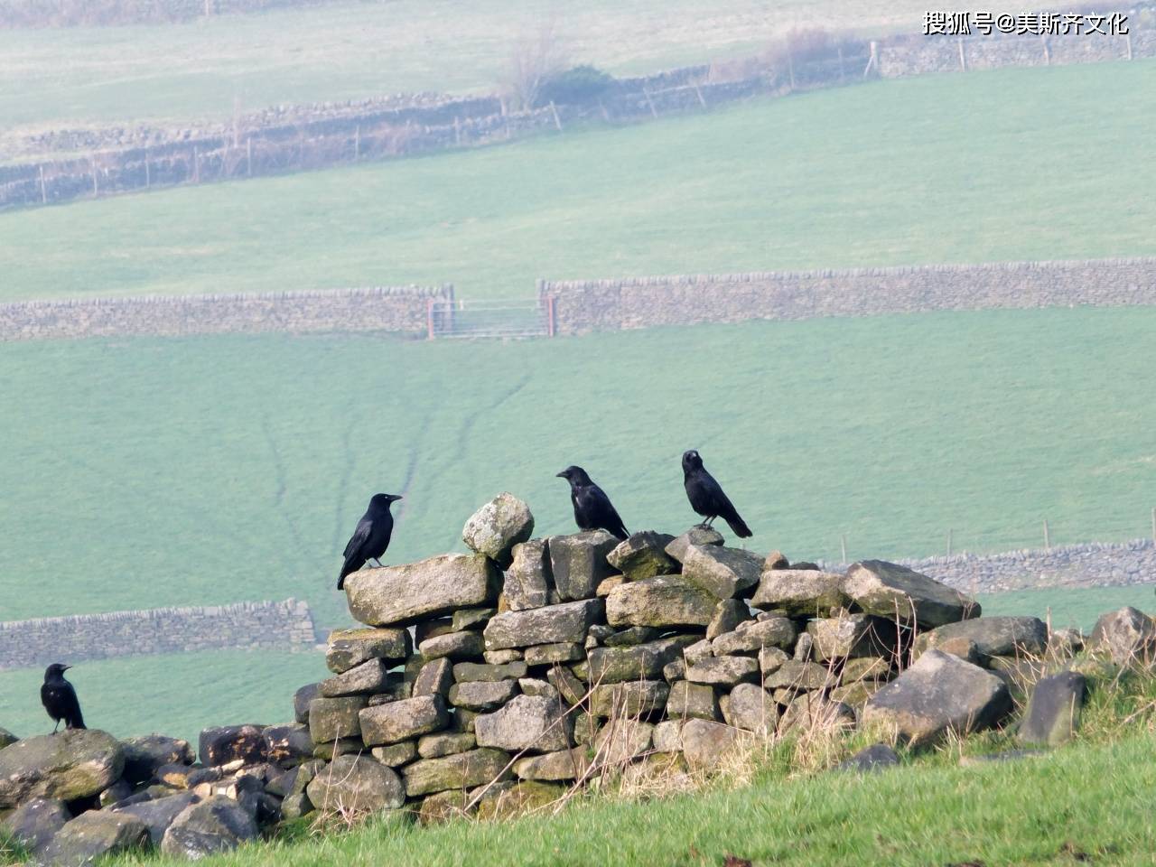 “天下乌鸦一般黑”是什么生肖，猜一最佳正确生肖最佳解答解释释义落实