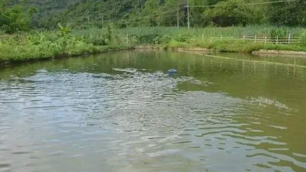 养鱼如何保肝护肝？养鱼保肝药什么时候用最好？赶紧点赞收藏