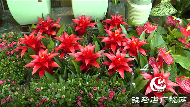 驻马店：春节将至 花卉市场销售忙6686体育下载(图2)