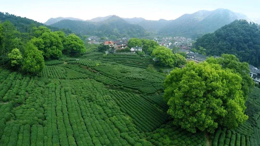 解锁DeepSeek丨关于茶产业DpSk了解多少(图5)