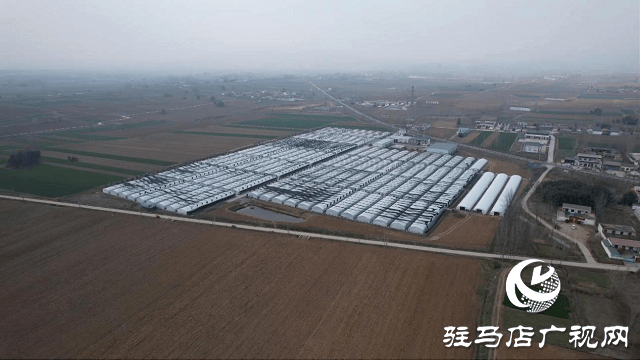 确山县石滚河镇：人勤春来早 银耳种植忙(图3)