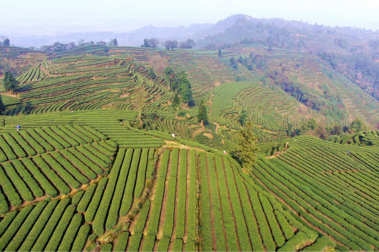 开云下载洪雅：春茶采摘正当时 茶香飘满山水间(图1)