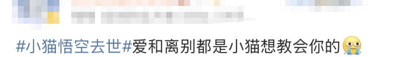 泪崩，网红小猫“悟空”遭车祸去世！主人：曾希望它有72条命