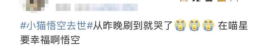 泪崩，网红小猫“悟空”遭车祸去世！主人：曾希望它有72条命