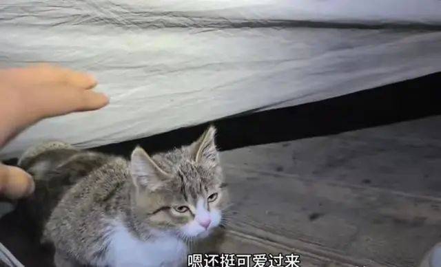 泪崩，网红小猫“悟空”遭车祸去世！主人：曾希望它有72条命