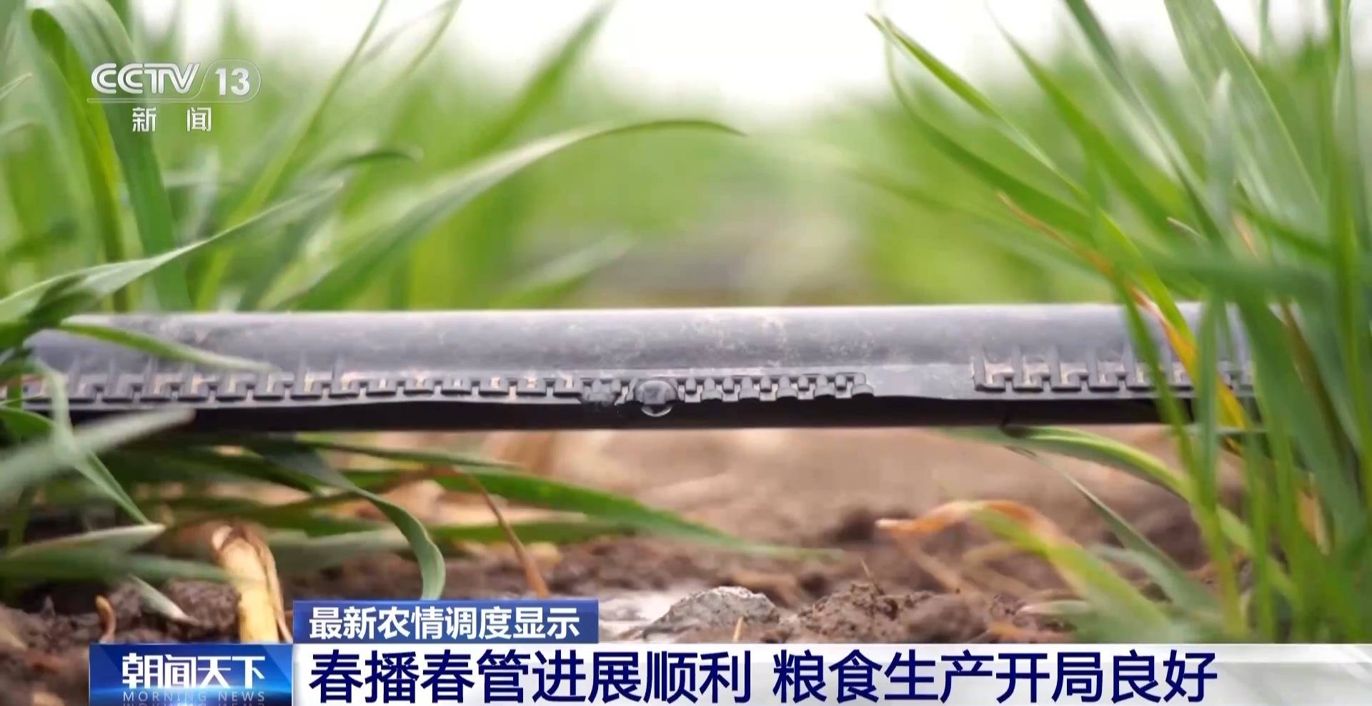 全国粮食生产开局良好 冬小麦将迎来大面积收获(图4)