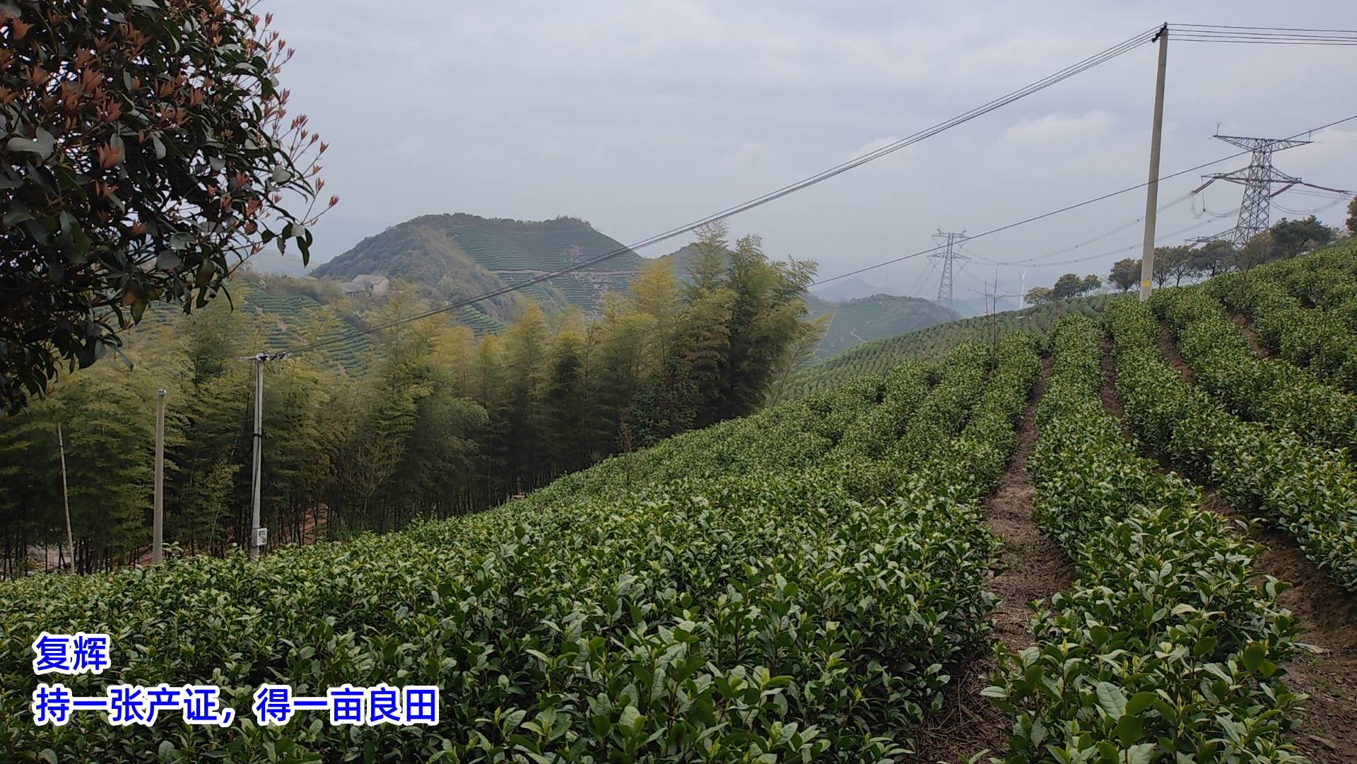 威客电竞app复辉：茶园行业机遇与挑战并存（三）(图1)