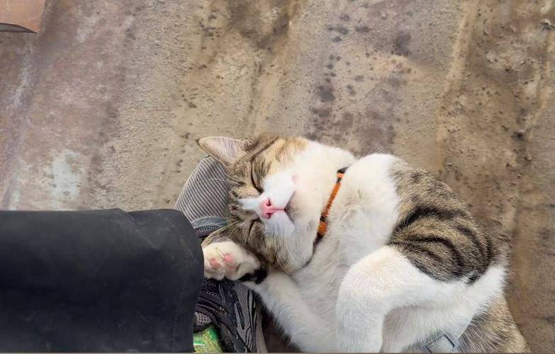 网红小猫"悟空"车祸去世后续 ! 生前住酒店待遇比人好，主人被网暴