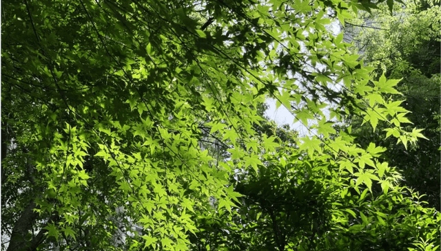 原创             12级台风夜袭三亚！游客都不敢冒头，而这些保命措施必须知道