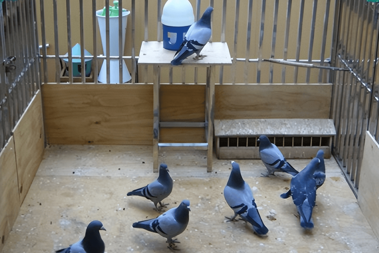 鸽腺病毒用什么药首选？鸽腺病毒怎么治疗？本文有靠谱方案！