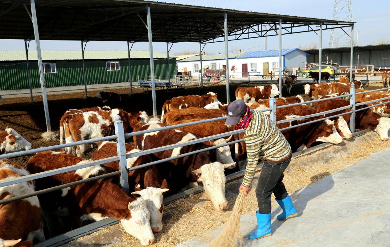 牛咳嗽吃什么药?牛咳嗽但正常吃草怎么回事?养牛人看本文!