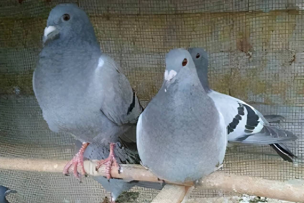 鸽子拉白稀最快解决方法,鸽子拉白稀吃什么药,鸽友别错过答案!