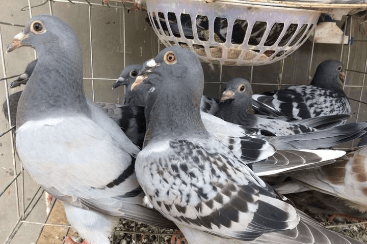 鸽子咳嗽有痰怎么治?鸽子咳嗽有痰吃什么药?养鸽人别错过本文!