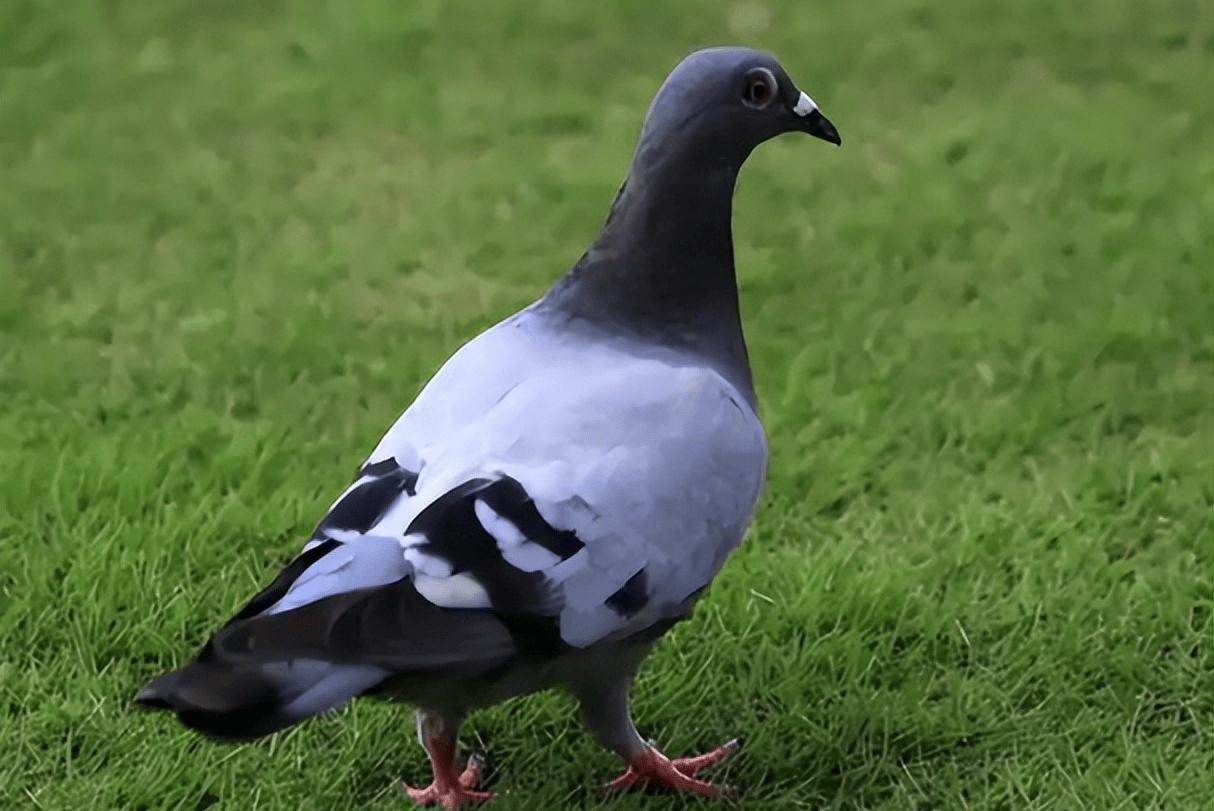 信鸽衣原体感染症状，鸽衣原体症状及治疗，鸽友别错过！
