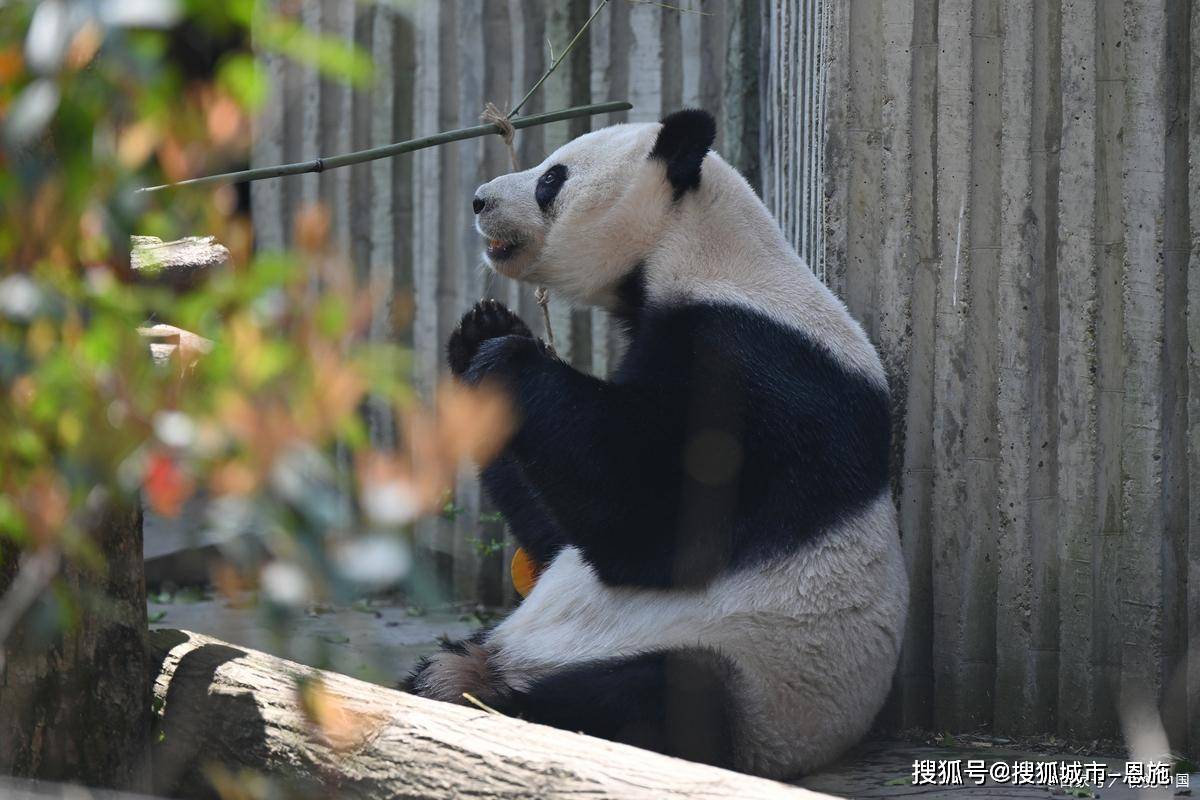 Binance Casino - 领先的数字货币娱乐场，安全稳定，极速存取四川七日游人均多少钱？去一趟成都七天六夜团攻略预算人均800