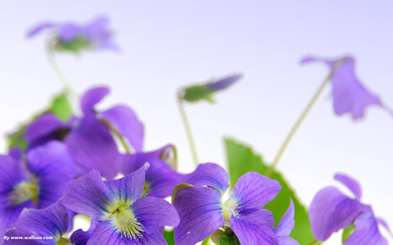 暑假作业没写?我们被外星人抓走了